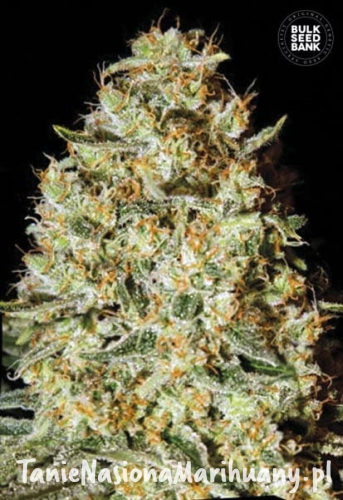 613e1308544a9609d5bbbba3e4827e5a