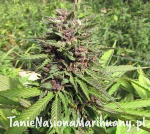 614cafce93c58123dd1bbc658c798eb9