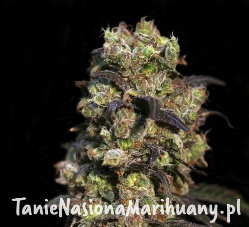 619a01b58a7ba542147613c5f5917340