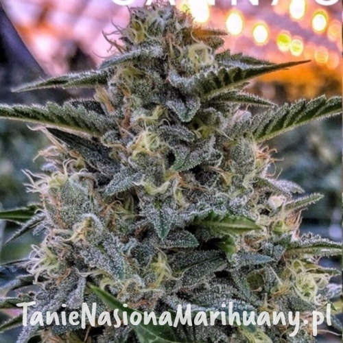 6212094554b0b507e78c028d6b43f3ff