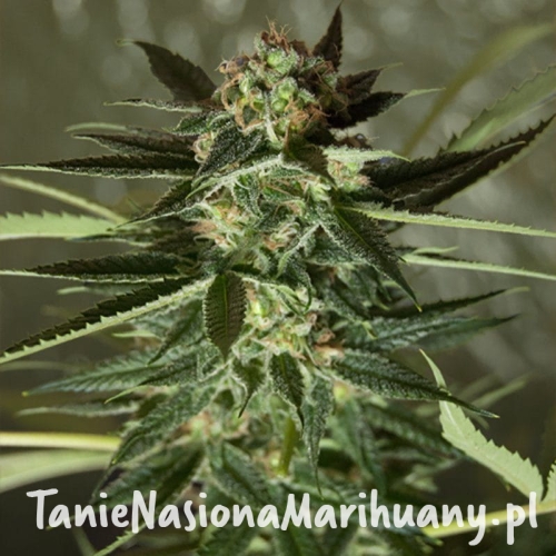 62c57ea259504eb80fb10d0e5c31ec08