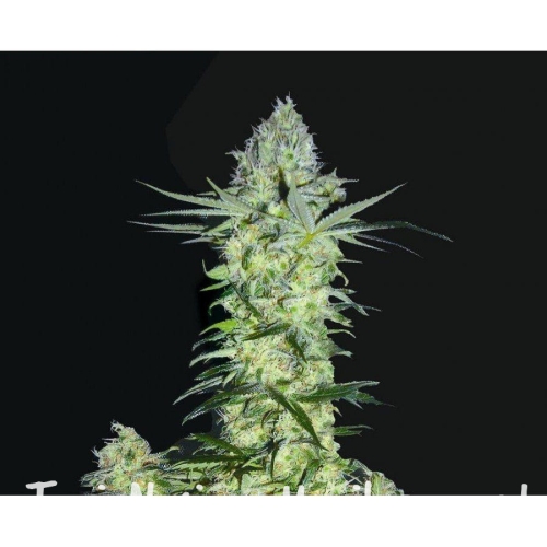 62c884ba9064a27ad4f2d2e1841c7cf3