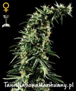 6367e11b6e05329efbf031c8224a6b74