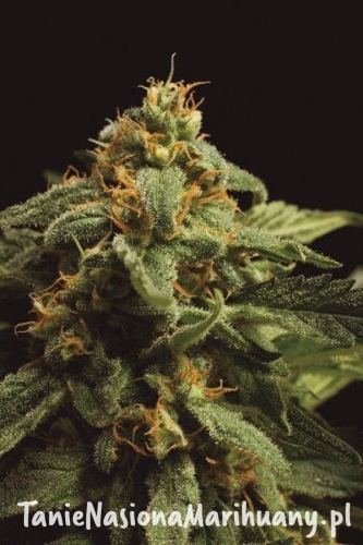 63738f37c945201e7dfb5b1eec1a364c