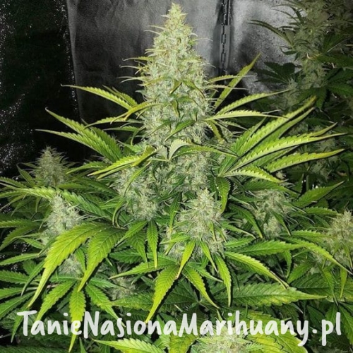 63902ed339f4f536b4744663dc927ba9