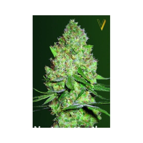 63a54ea6ce23b7bbb7fb2f95a2d66304