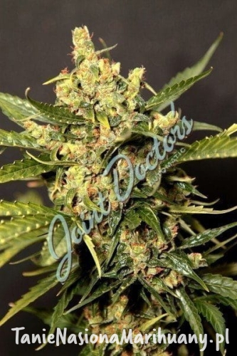 64ac97d787d48510eff31cb6721a6970