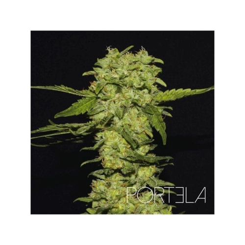 64b268155b6141758141d57673c1557a