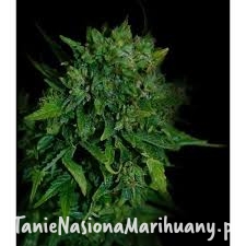 6513590d2c25a2dddc9a9e58751687e5