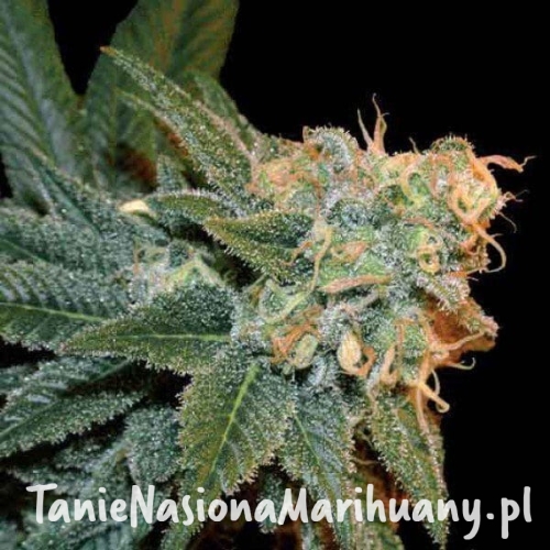 65cb135284e37cf7061619b5961edbd9