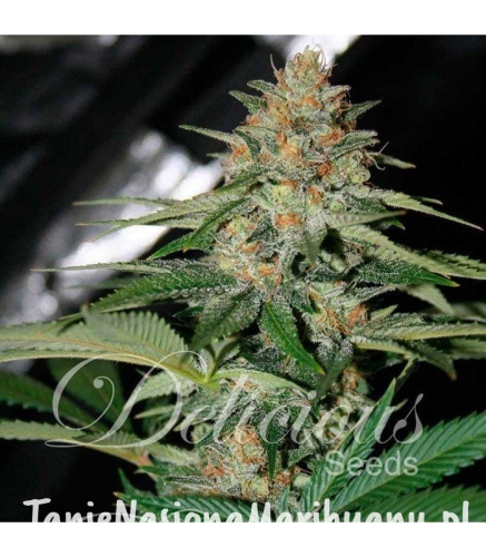 65ccf43f2c4ca4637c44e4039e7a1260