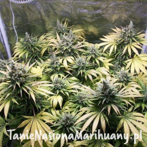 65d0b63b3742146b229c3d69a9e0c4eb