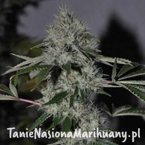 6668f2fdaee093af625f66dc36008bc7