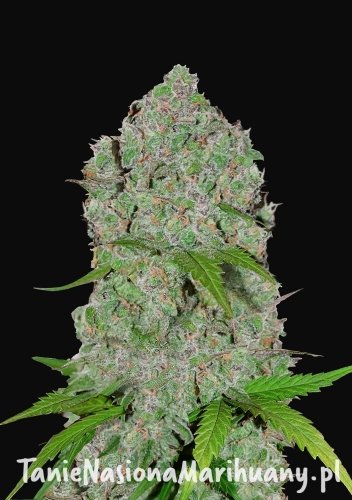 667703869240050e0f6551ad29d41519