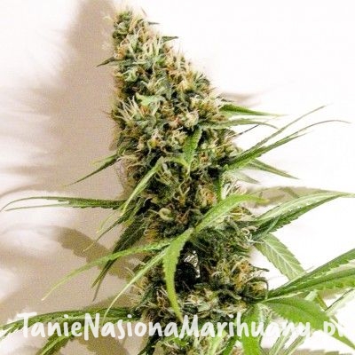 668d9825acef42407f75b5237e0871d7