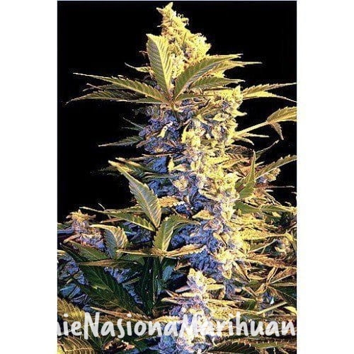 669683d350879aca4dde8d47f8efd592