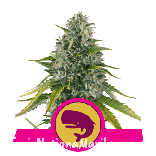 67cbe299e5996f90cd8e2d1f3a185beb