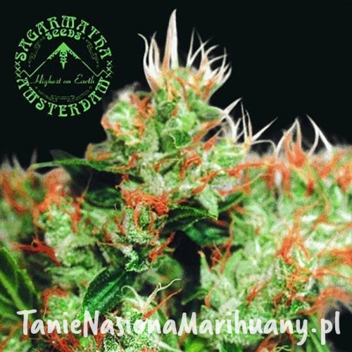 683de434258c305e875b500784745adf