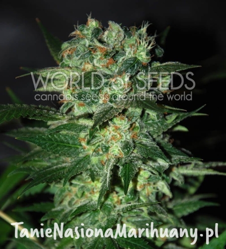 68636e975b303a526300fd7c991c3534