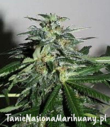 68d3c1141732001da722d5fe2d5f15fb