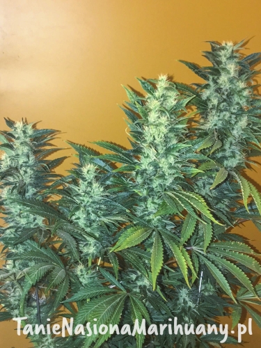 68e89c24bfa50aa273e9687591b7e279