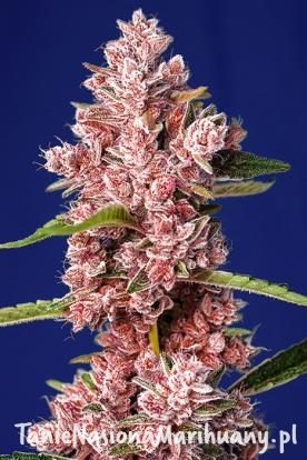 68f41381dc1740bf9e14c0c165757270