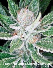 69137b528907f86391cf8a5f9bdf9da2