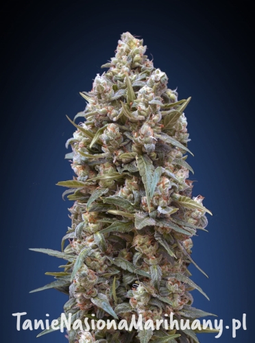 69689b5ca653470c26178336d7832144