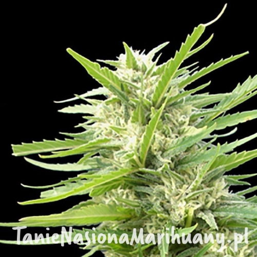 697106adc2f91390f25fadf5ca3b0dd9