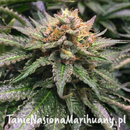 699981b3f4dc4eb63d3b118df90d94a4