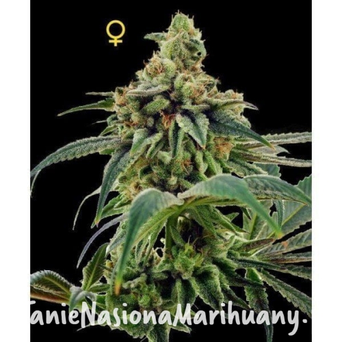 69febbfe12b9b8d3728b5213a89e81cd