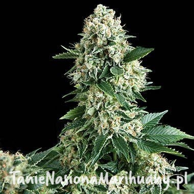 6a02d9b850d88d7be3c44797b738ea86