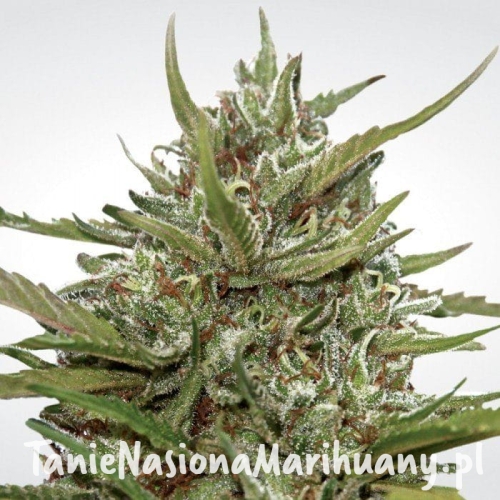 6a4429863d44d084fab290ee9c32953d