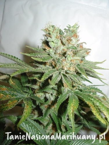 6a8d4ba6d59bbb3a586ad5afee24cc81