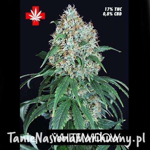 6a96a98c8685c5f2a215e0a91dde1bb7