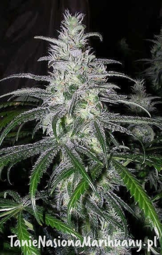 6ad9b088cc0ea2f86c69987b8344d9fe