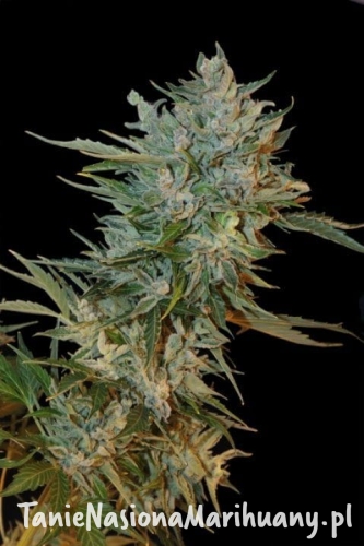 6ae861be25255fc400d13e5550caba35