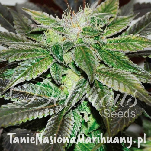 6b2b468c9638d38489325bb2f206df4a