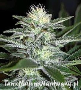 6b5b7287a28724c23a4ec844c19bff9e