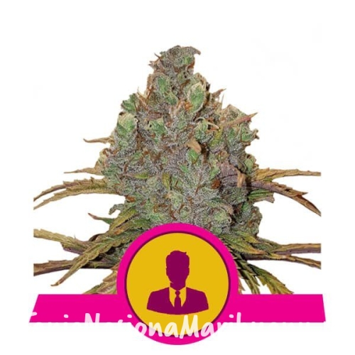 6bab0162aa4b827493276c500030e25d