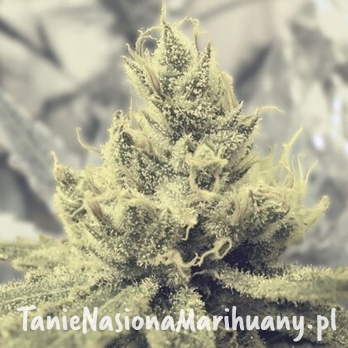 6bc1aaba9d26442777538ee7a606addc