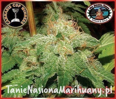 6bf5984caf70460a6b70130d8962ef36