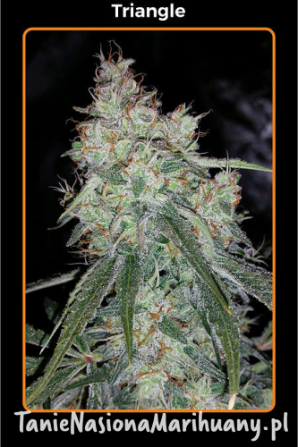 6cc64df73b2a14949601c36e59ef97f2