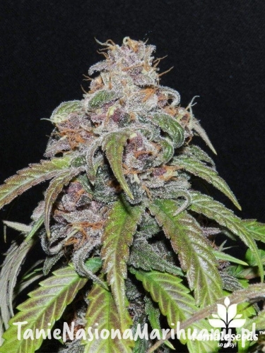 6d2a18458cd0bdb975ef1b9818f548b1