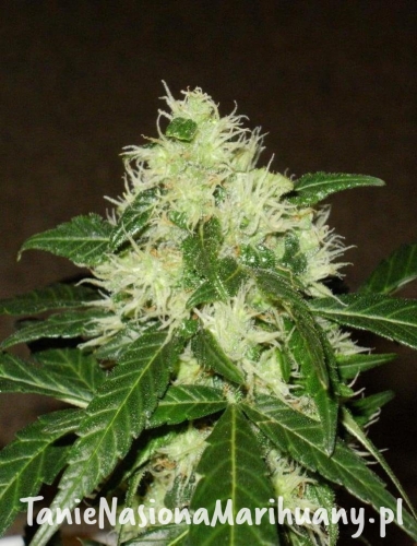 6d3abb578d09cc05d77affe744c0eb44