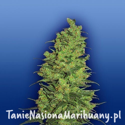 6d864817360c2c64a081a40ea692f762