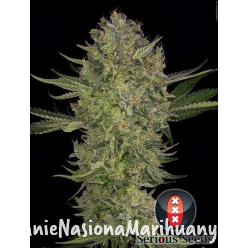 6d9ac023e7bcfe93aed4d378c800e677