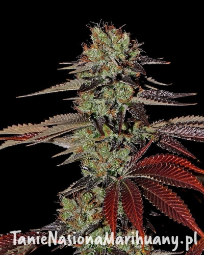 6ddae027c62f5a5fd29232af37257ece