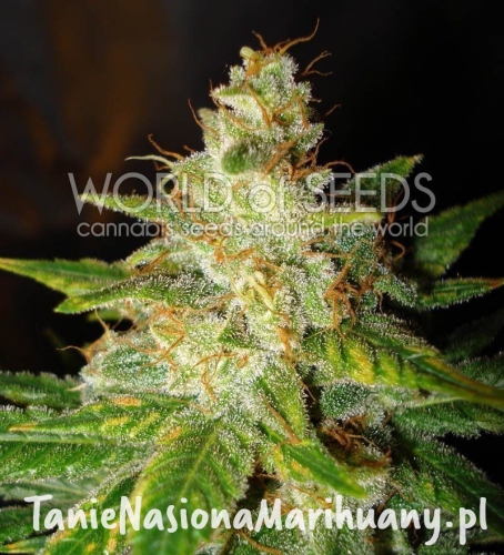 6df66d8ea0c430865d1d17fc57ef45cc