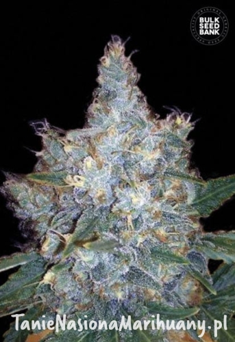 6dfe752dae5ddf4b1cf6bb2faab36024